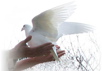 Bar/Bat Mitzvahs Dove Release Florida